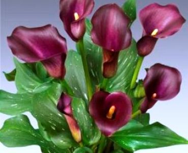 кала Captain Reno 12/14